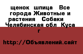 щенок  шпица - Все города Животные и растения » Собаки   . Челябинская обл.,Куса г.